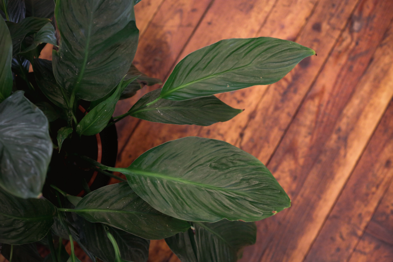 Eine Planze im Büro.